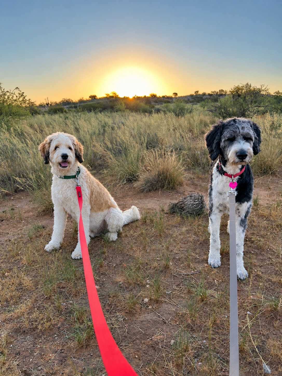 Sunset walk with two dogs